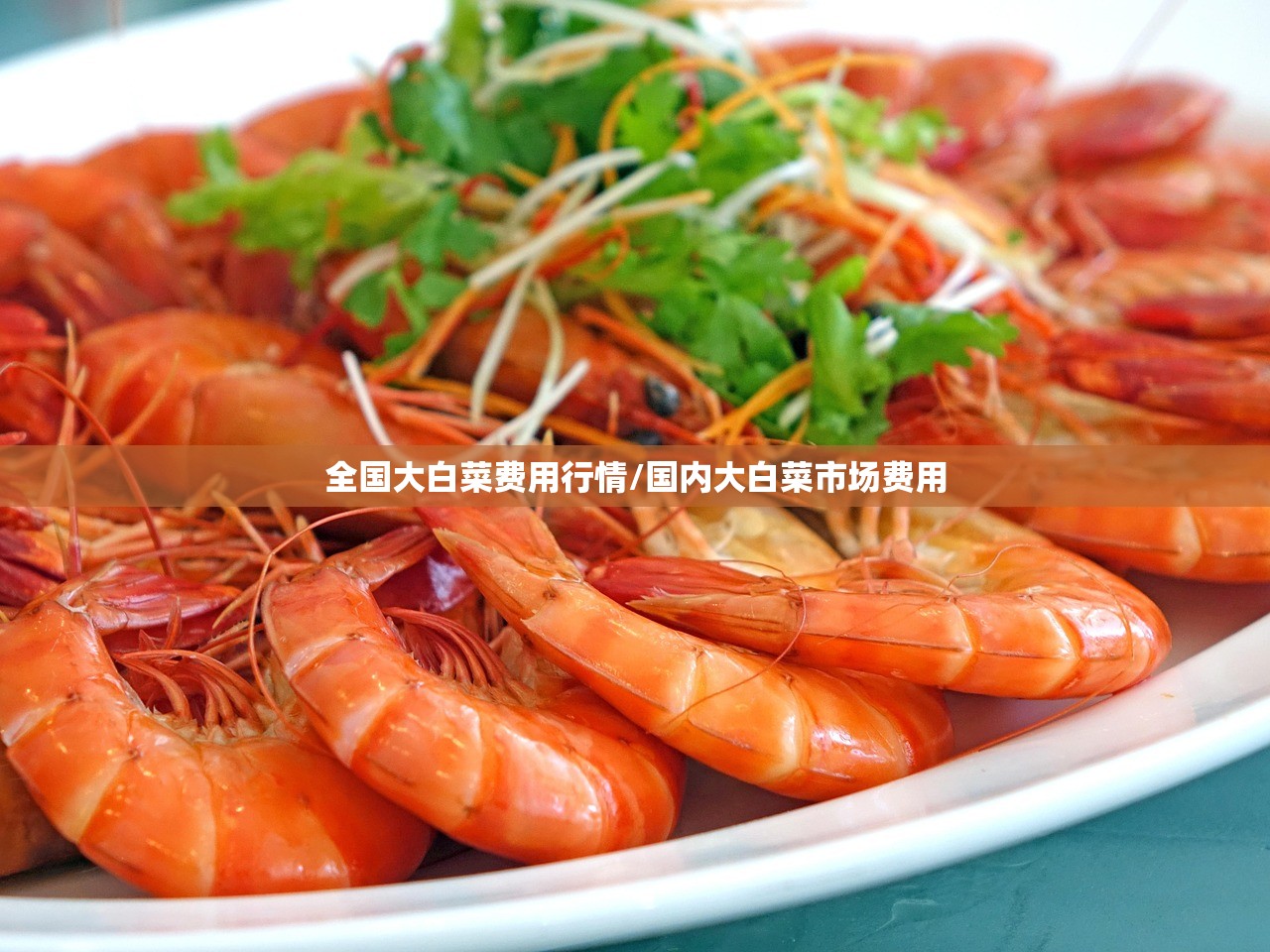 全国大白菜费用行情/国内大白菜市场费用