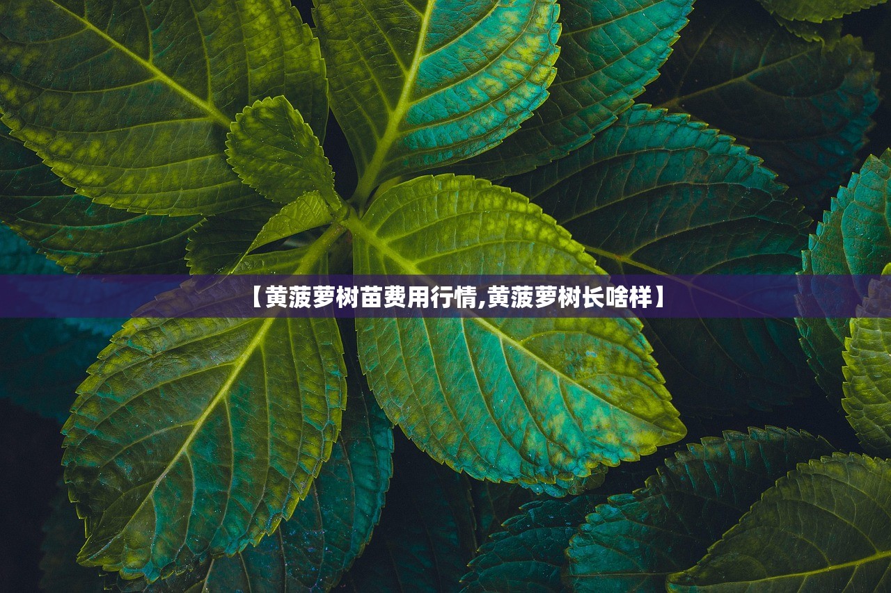 【黄菠萝树苗费用行情,黄菠萝树长啥样】 【黄菠萝树苗费用行情,黄菠萝树长啥样】