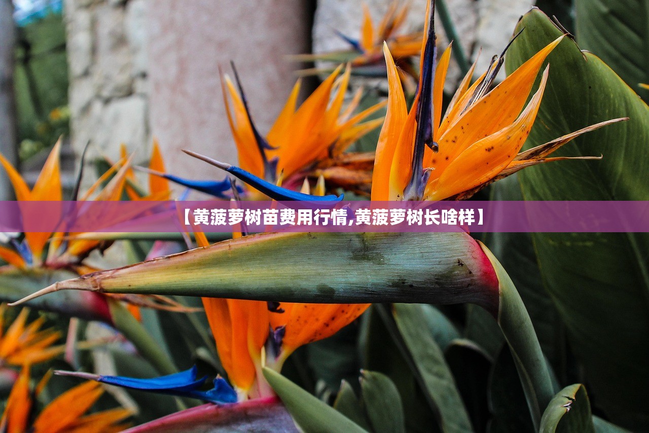 【黄菠萝树苗费用行情,黄菠萝树长啥样】 【黄菠萝树苗费用行情,黄菠萝树长啥样】
