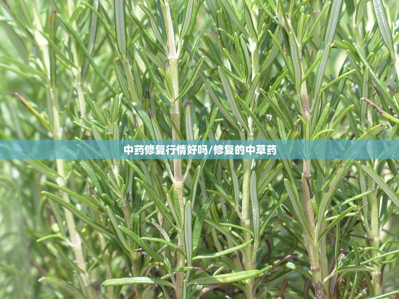 中药修复行情好吗/修复的中草药 中药修复行情好吗/修复的中草药