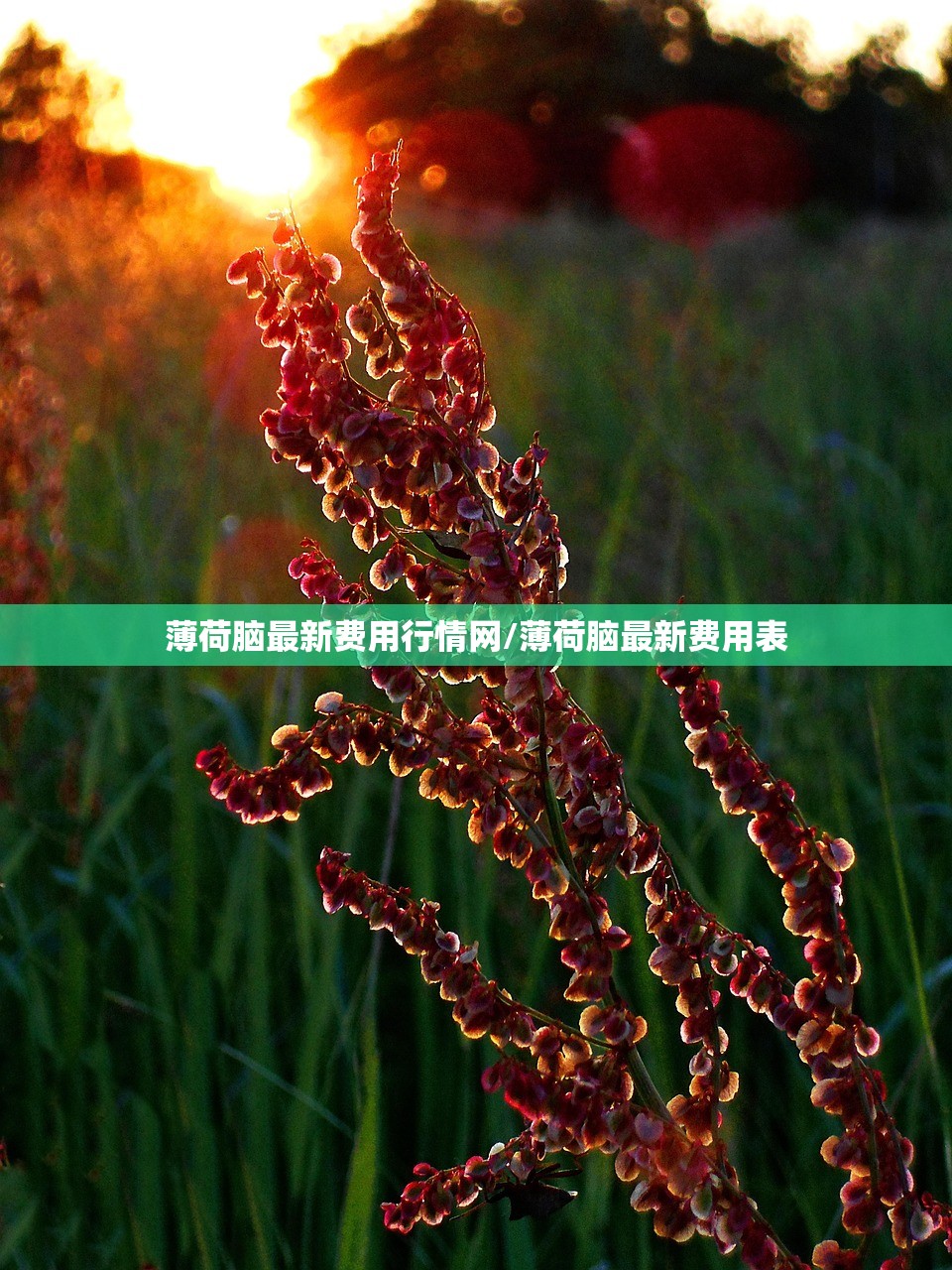 薄荷脑最新费用行情网/薄荷脑最新费用表 薄荷脑最新费用行情网/薄荷脑最新费用表