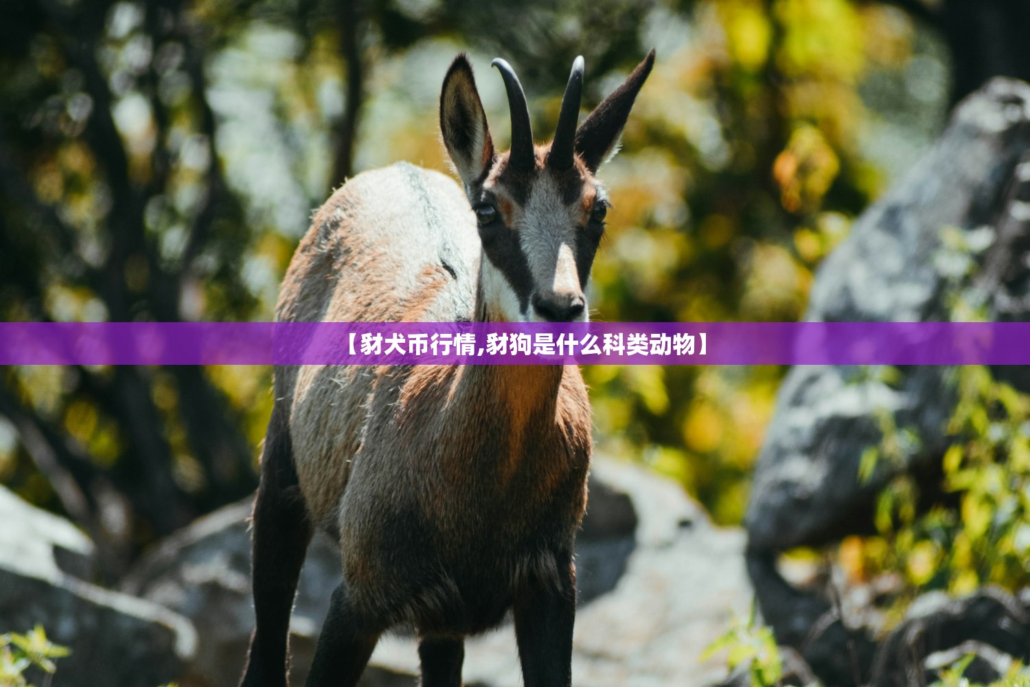 【豺犬币行情,豺狗是什么科类动物】