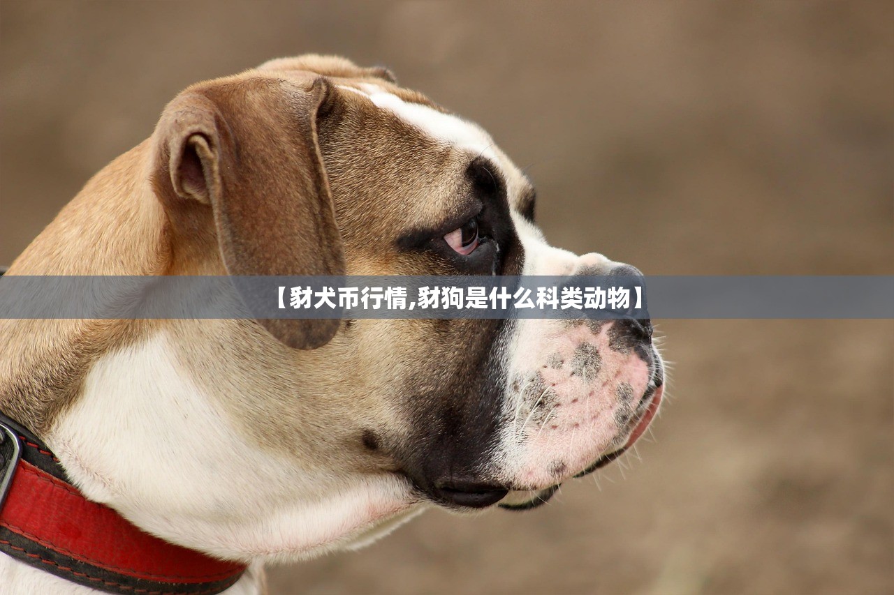 【豺犬币行情,豺狗是什么科类动物】 【豺犬币行情,豺狗是什么科类动物】