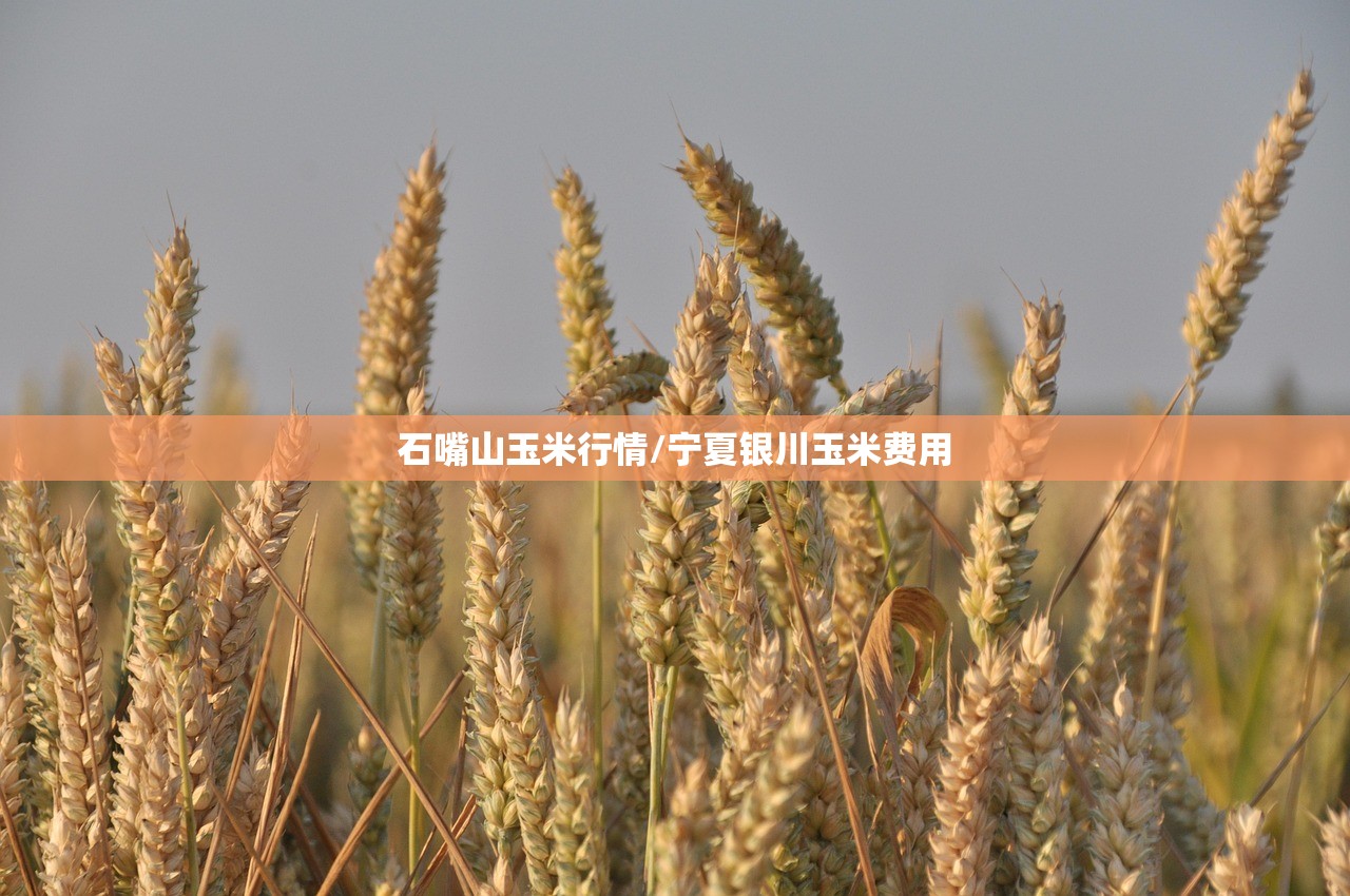 石嘴山玉米行情/宁夏银川玉米费用 石嘴山玉米行情/宁夏银川玉米费用
