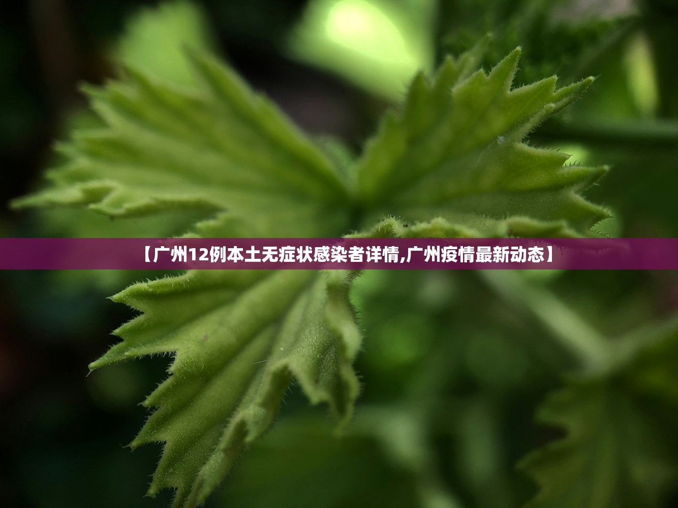 【广州12例本土无症状感染者详情,广州疫情最新动态】 【广州12例本土无症状感染者详情,广州疫情最新动态】