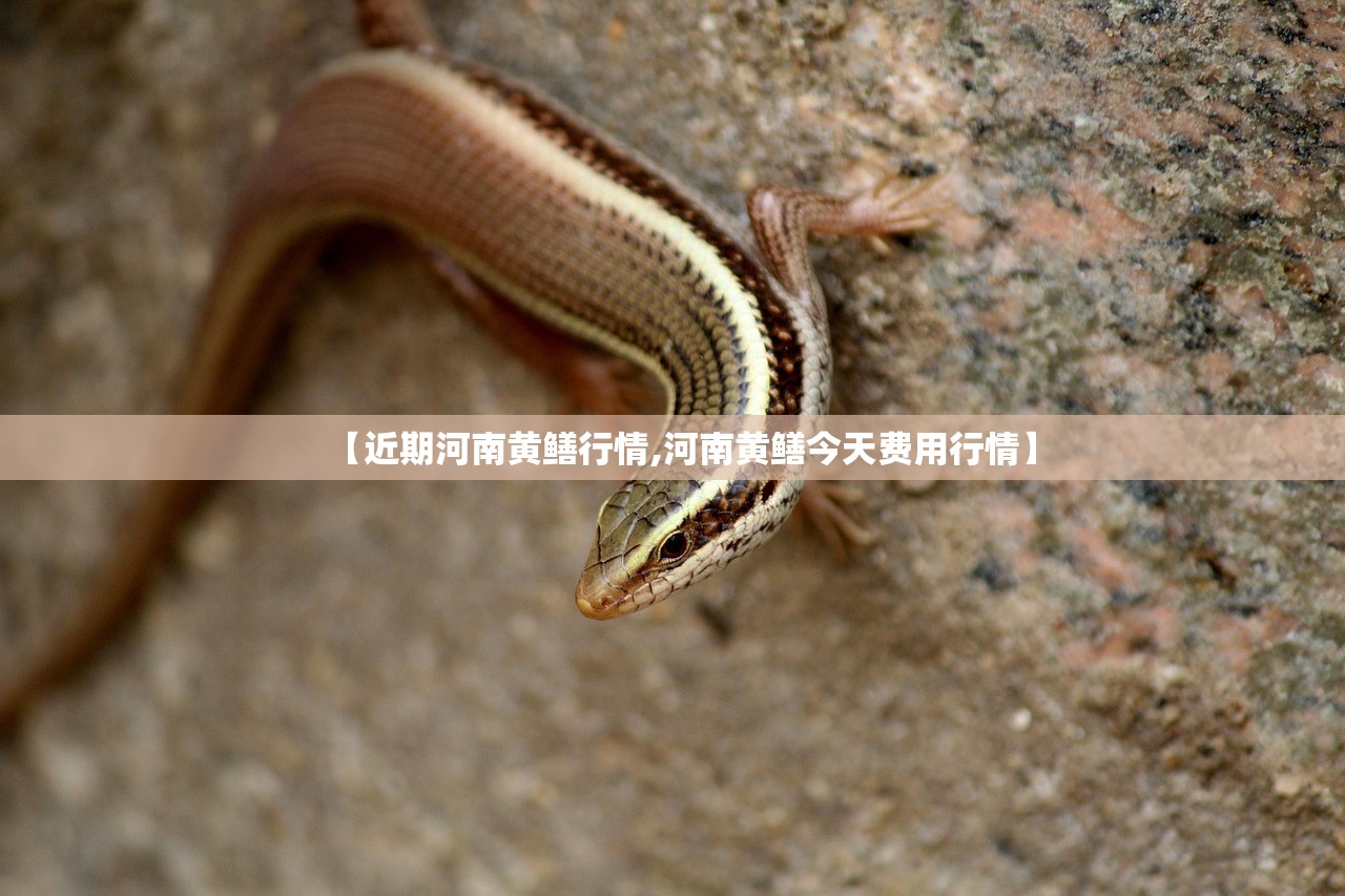 【近期河南黄鳝行情,河南黄鳝今天费用行情】 【近期河南黄鳝行情,河南黄鳝今天费用行情】