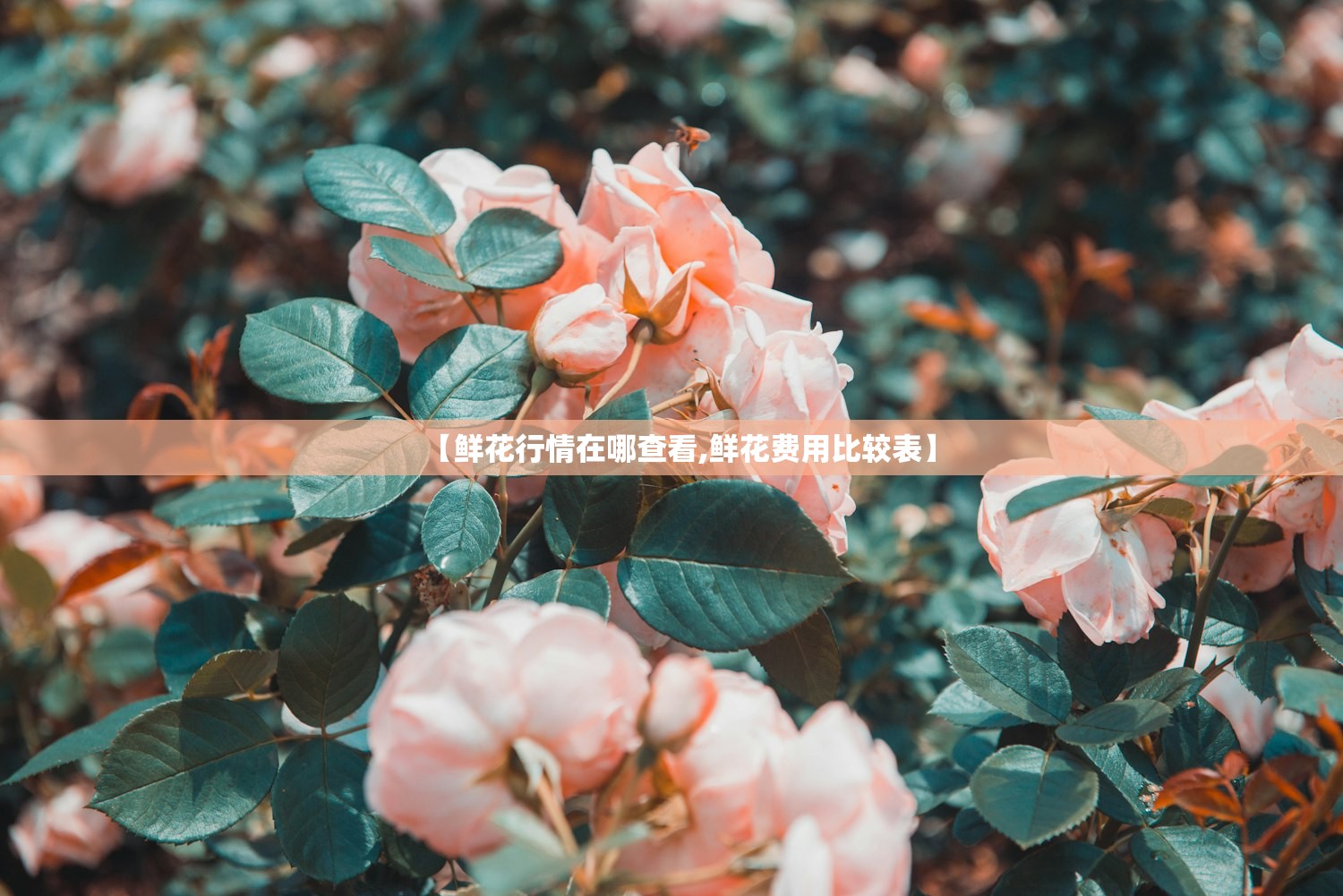 【鲜花行情在哪查看,鲜花费用比较表】 【鲜花行情在哪查看,鲜花费用比较表】