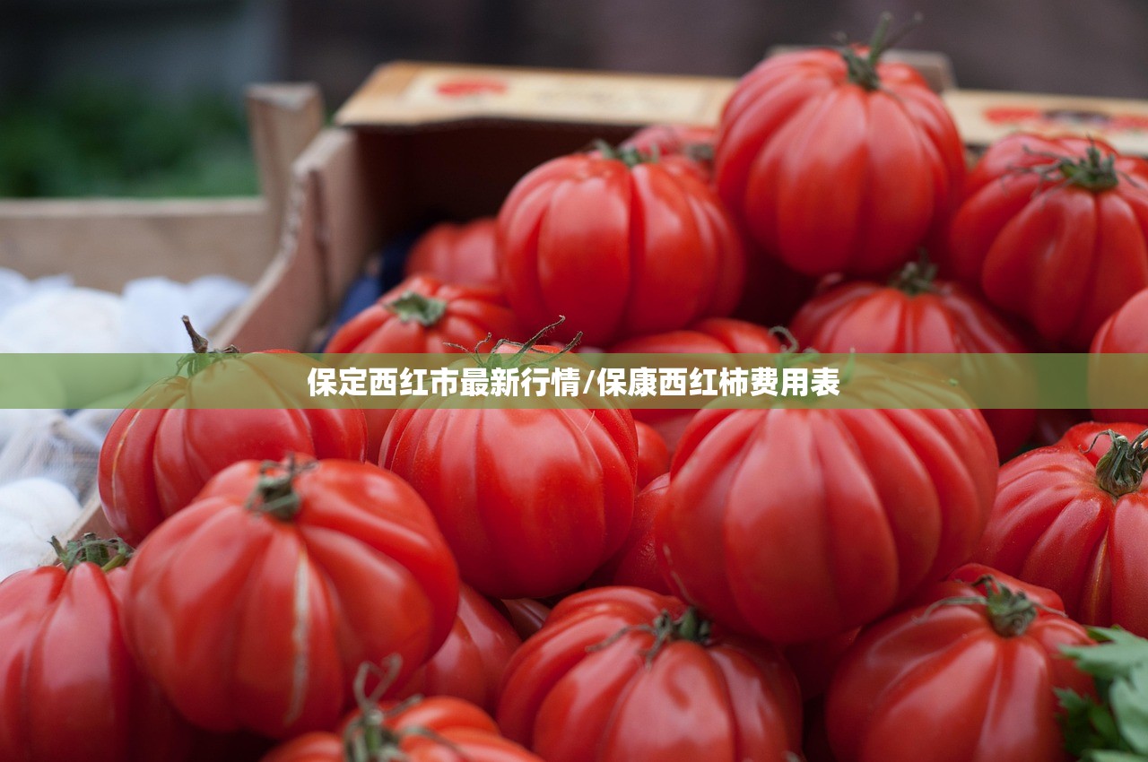 保定西红市最新行情/保康西红柿费用表