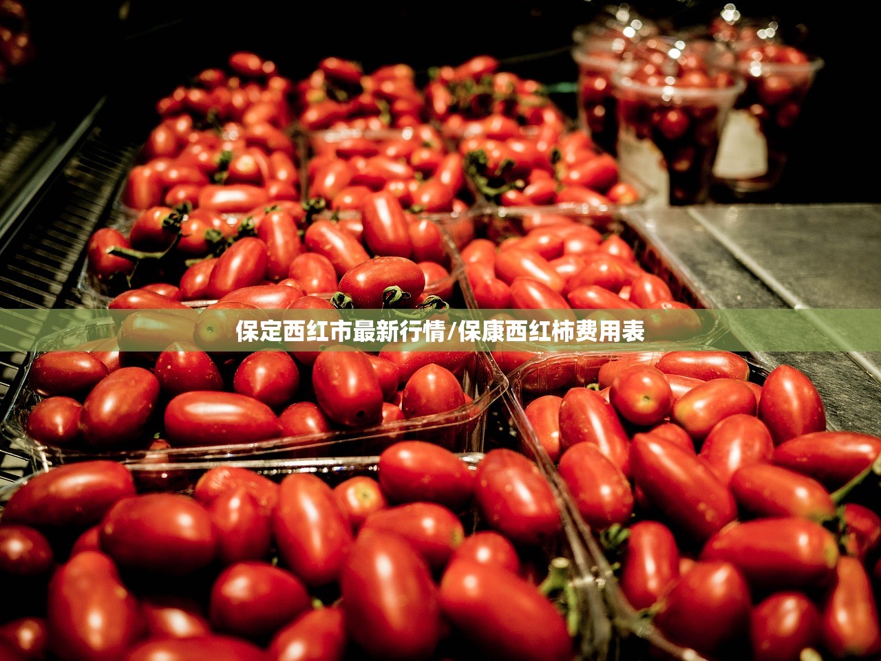 保定西红市最新行情/保康西红柿费用表