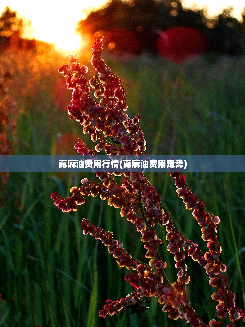 蓖麻油费用行情(蓖麻油费用走势)