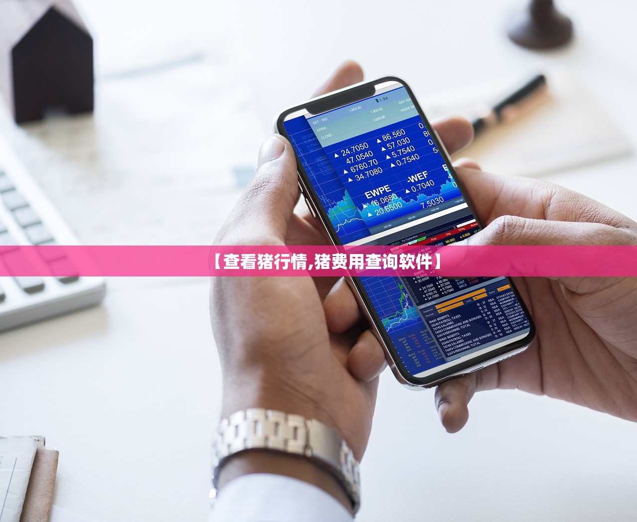 【查看猪行情,猪费用查询软件】