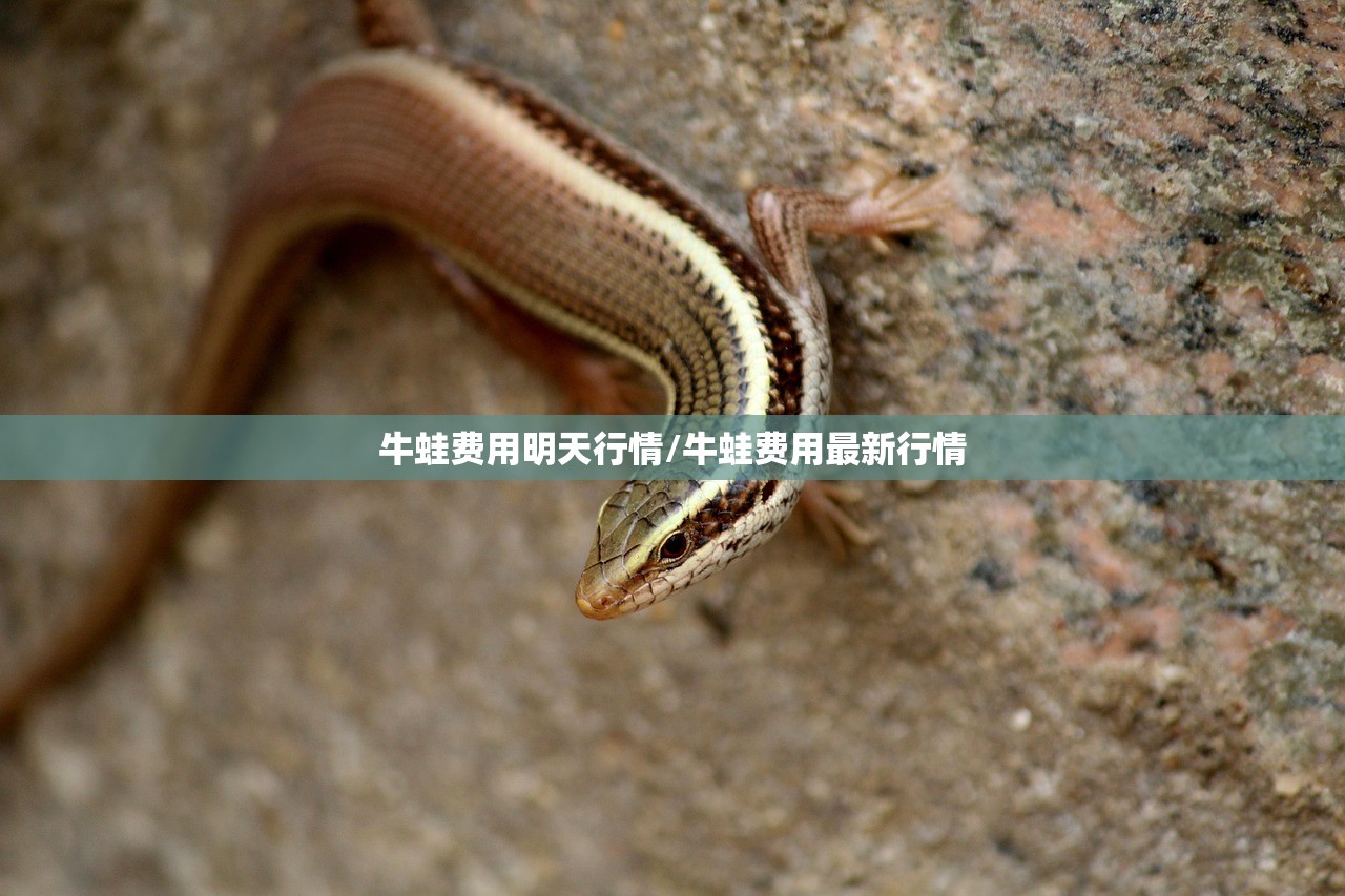 牛蛙费用明天行情/牛蛙费用最新行情