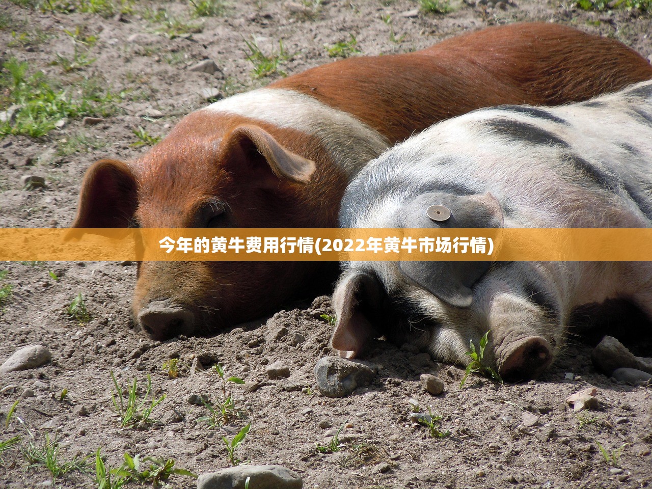 今年的黄牛费用行情(2022年黄牛市场行情) 今年的黄牛费用行情(2022年黄牛市场行情)