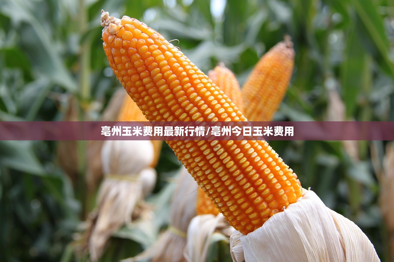 亳州玉米费用最新行情/亳州今日玉米费用