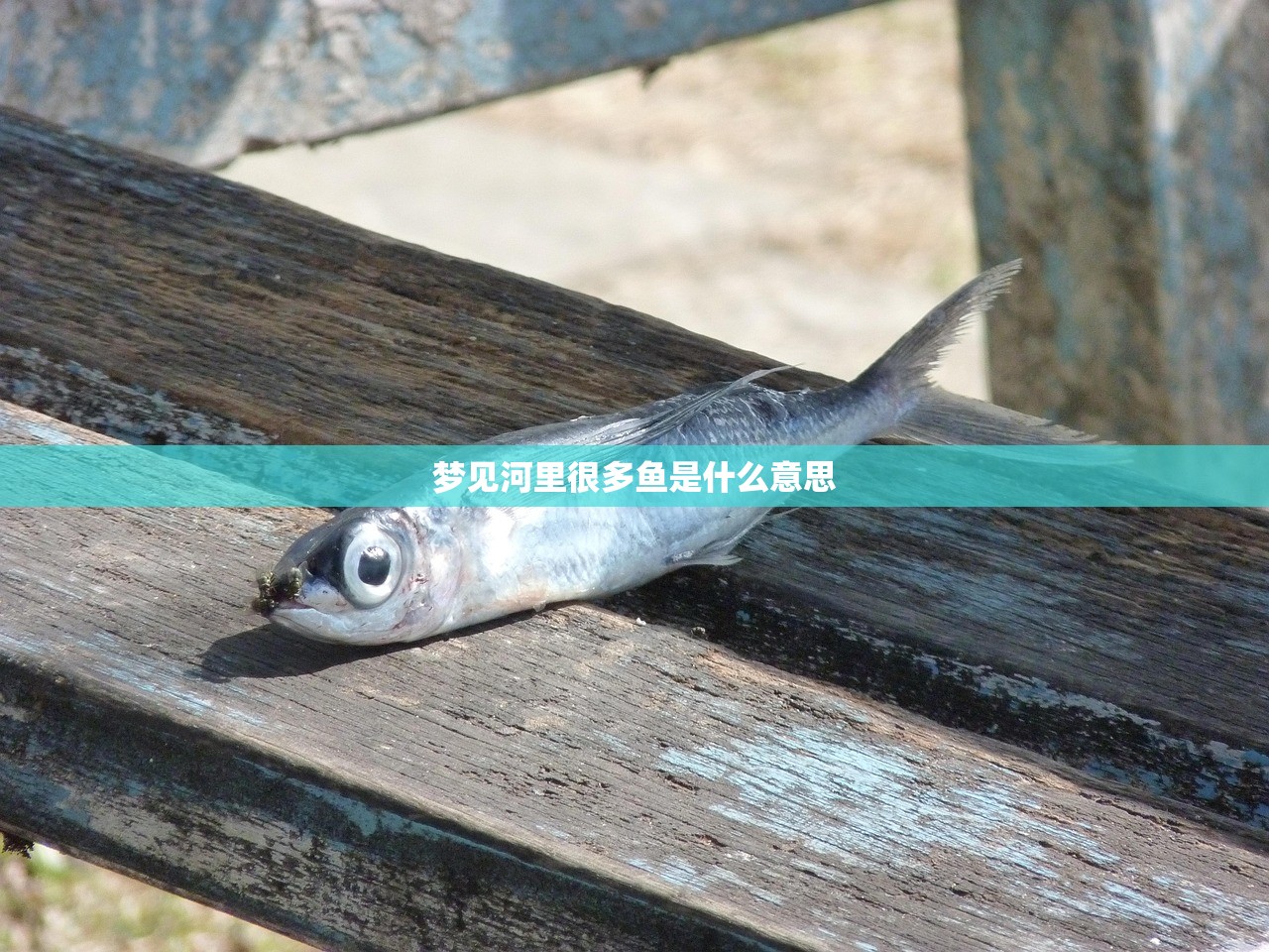 梦见河里很多鱼是什么意思 梦见河里很多鱼是什么意思