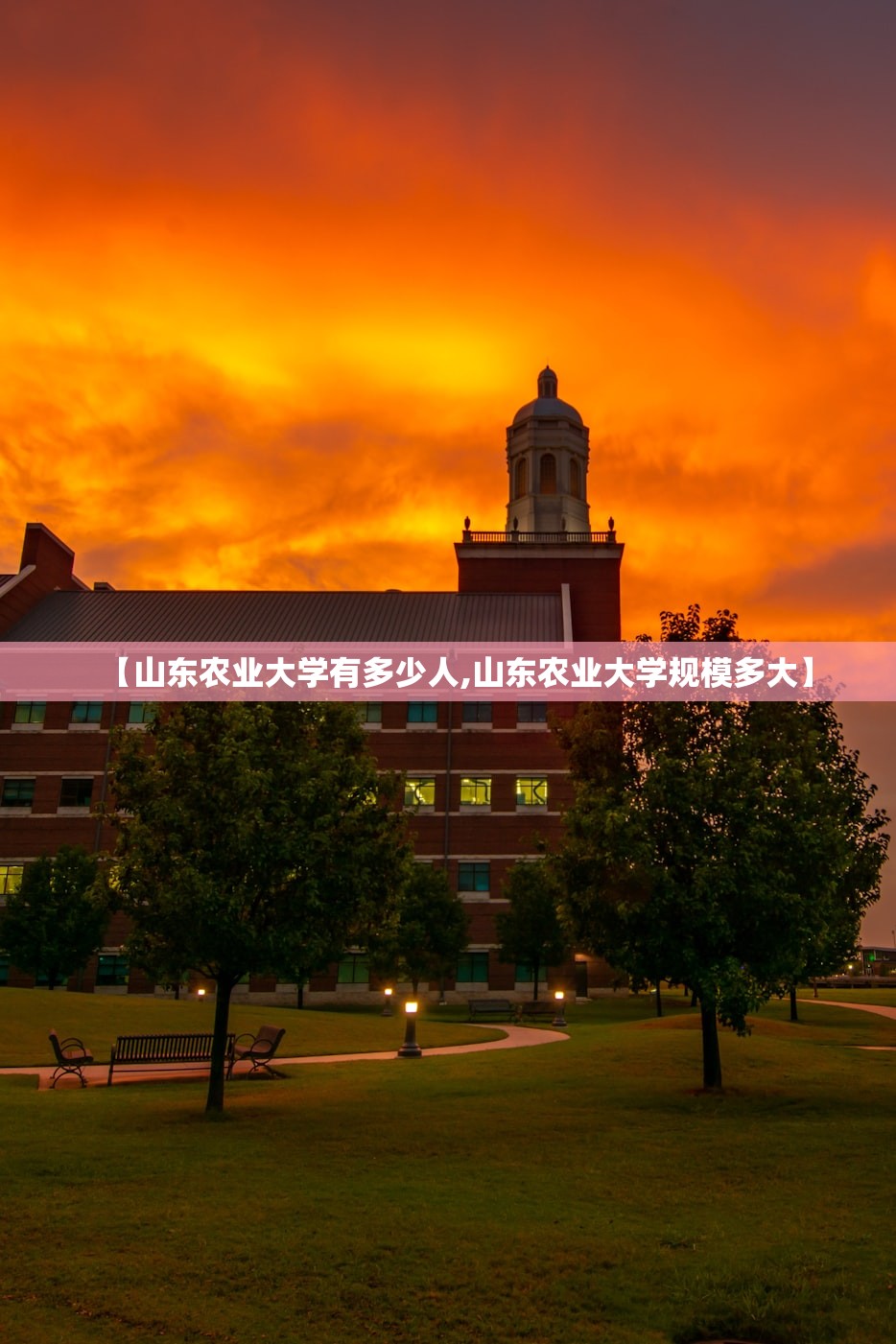 【山东农业大学有多少人,山东农业大学规模多大】
