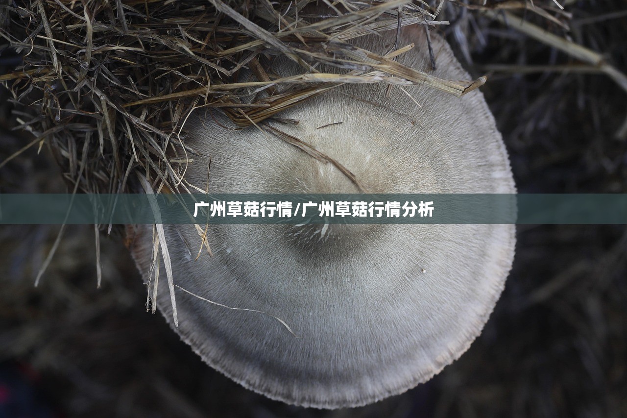 广州草菇行情/广州草菇行情分析 广州草菇行情/广州草菇行情分析