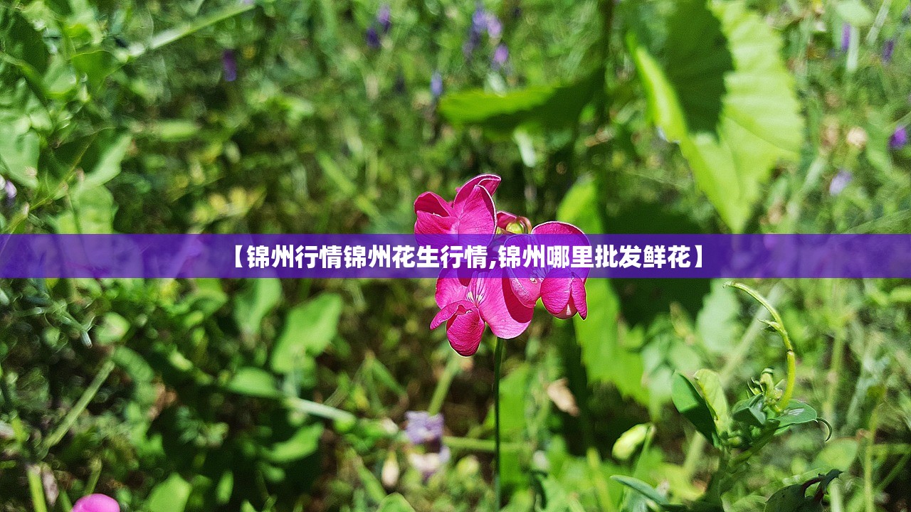 【锦州行情锦州花生行情,锦州哪里批发鲜花】