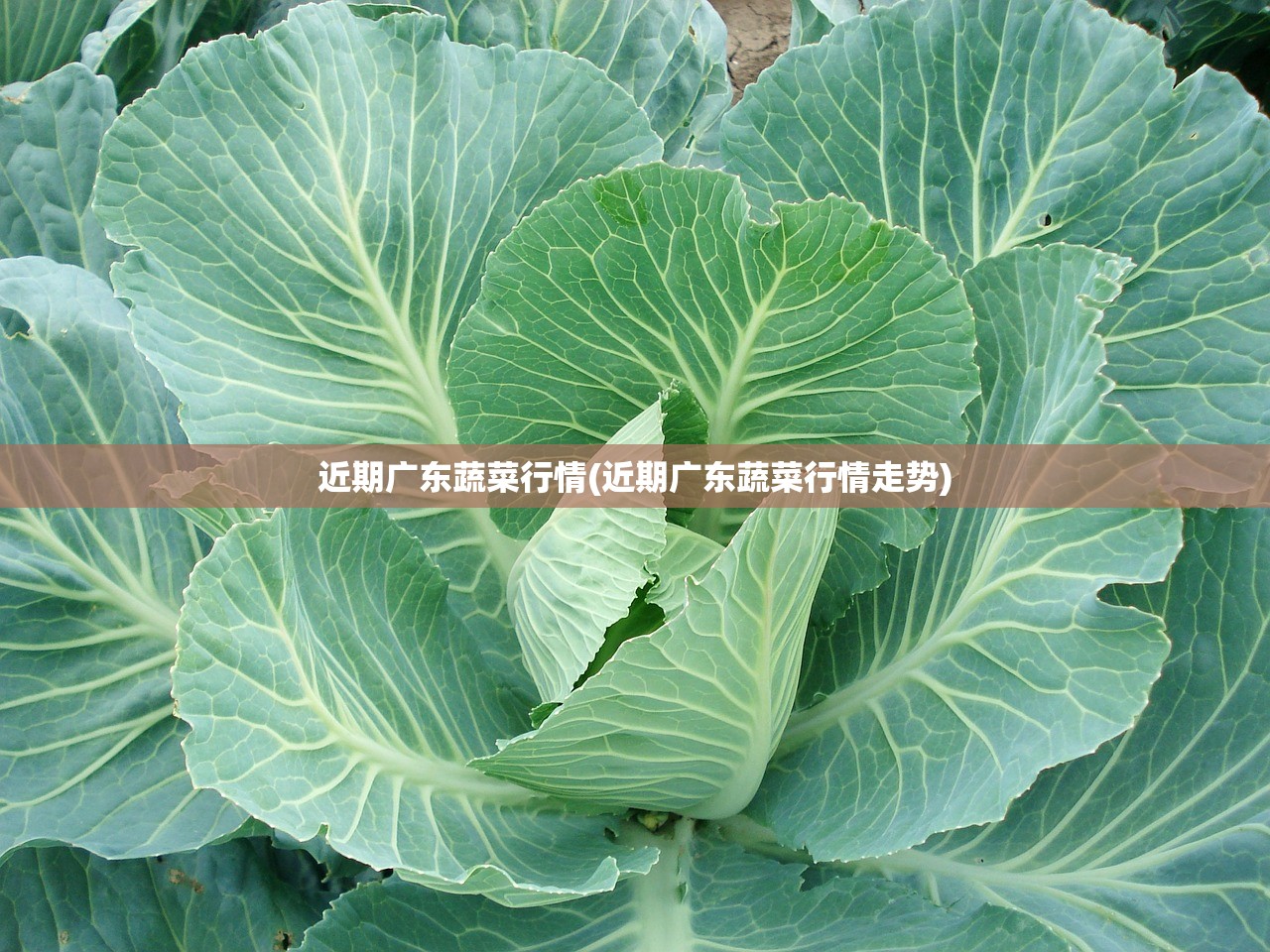 近期广东蔬菜行情(近期广东蔬菜行情走势) 近期广东蔬菜行情(近期广东蔬菜行情走势)