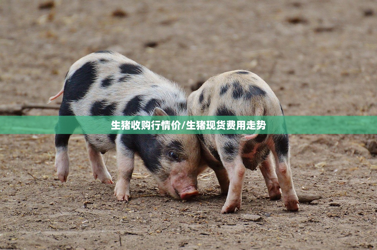 生猪收购行情价/生猪现货费用走势
