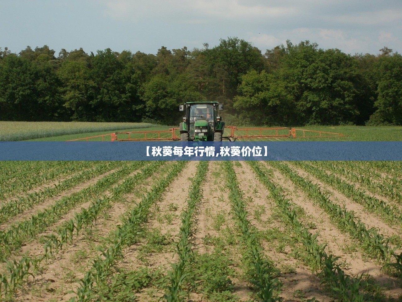 【秋葵每年行情,秋葵价位】 【秋葵每年行情,秋葵价位】