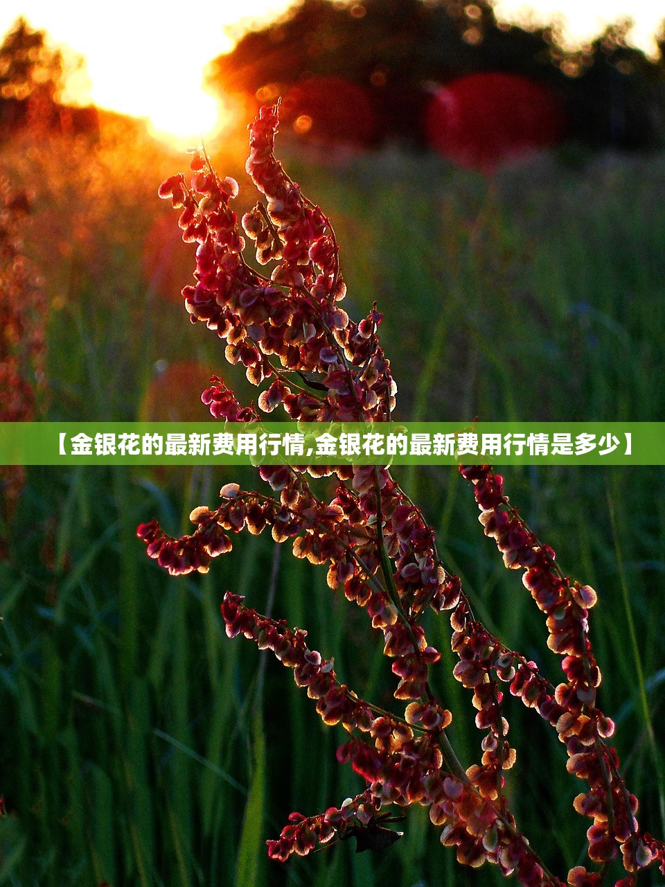 【金银花的最新费用行情,金银花的最新费用行情是多少】