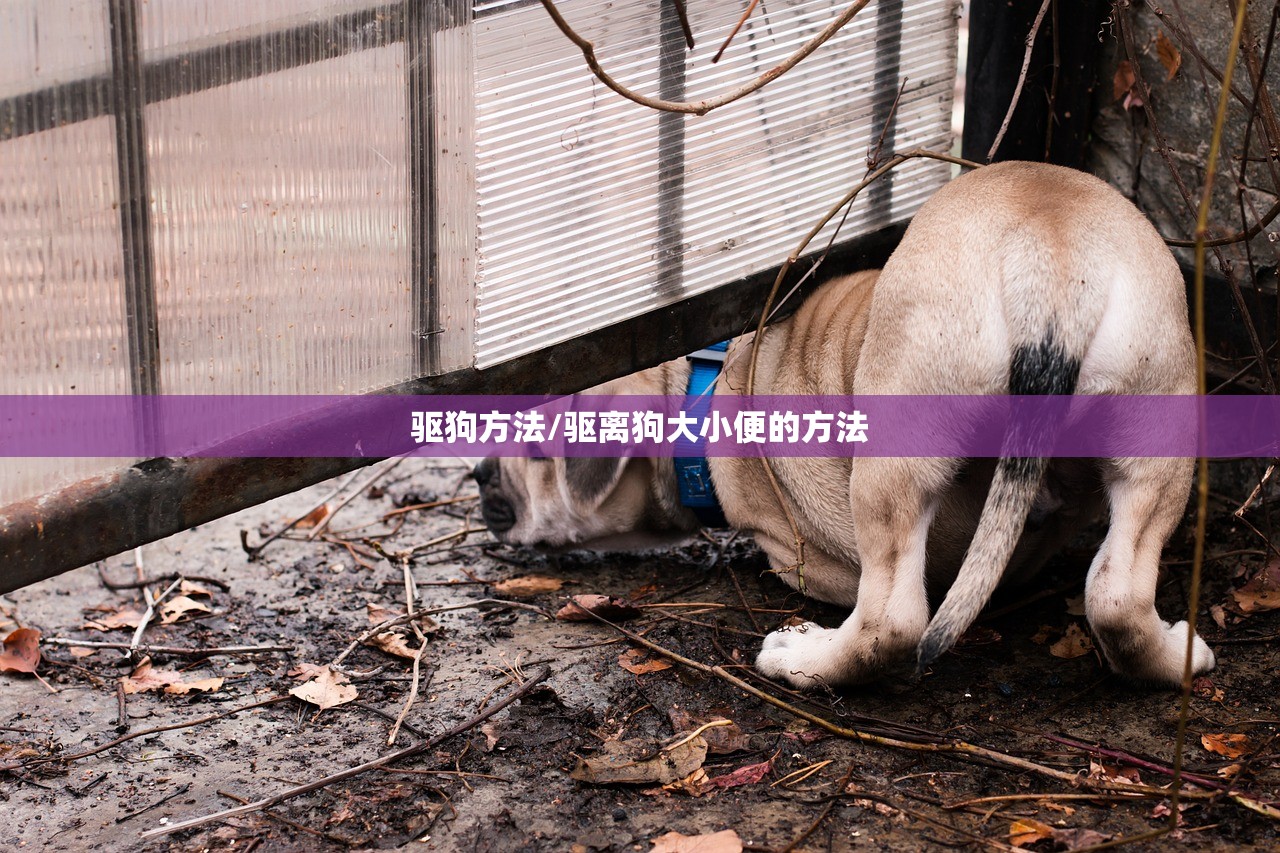 驱狗方法/驱离狗大小便的方法