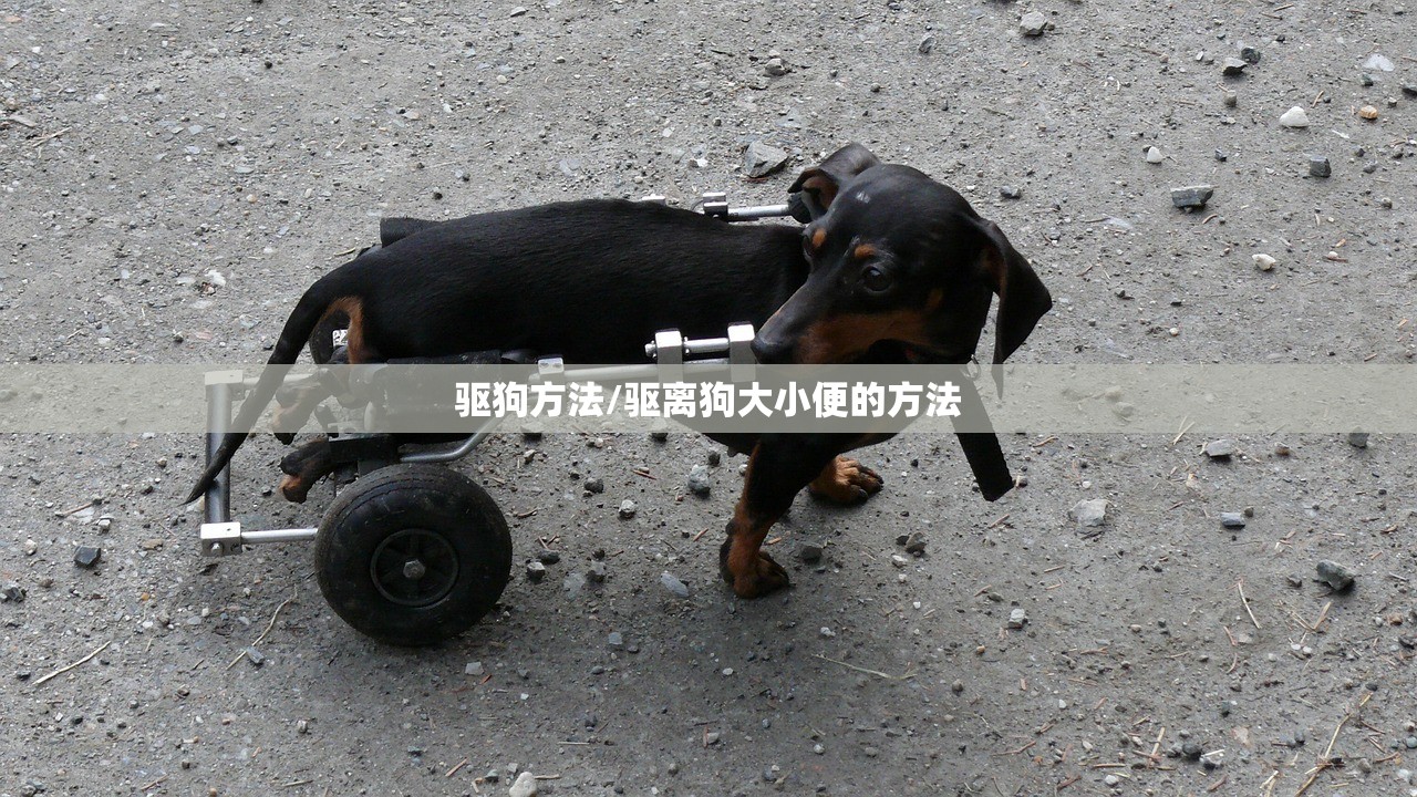驱狗方法/驱离狗大小便的方法