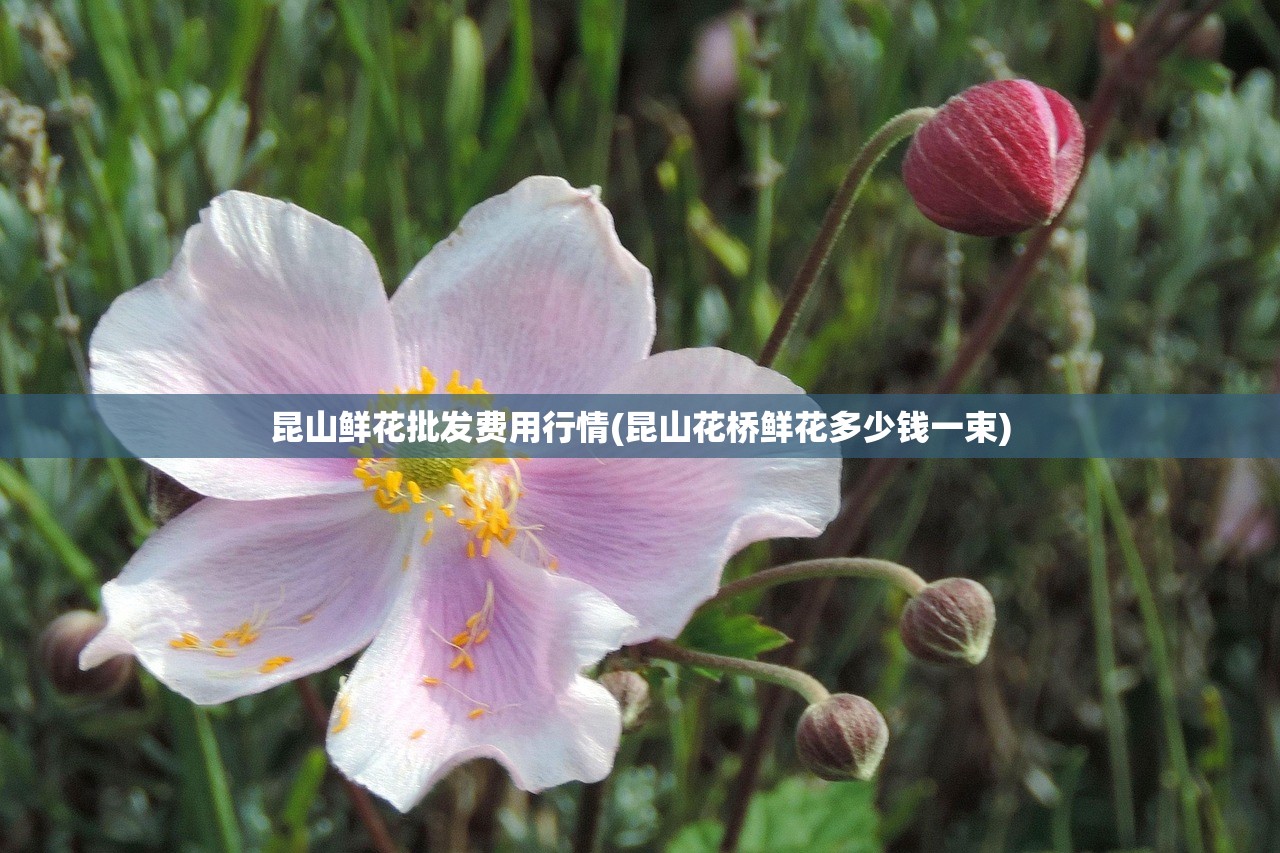 昆山鲜花批发费用行情(昆山花桥鲜花多少钱一束)