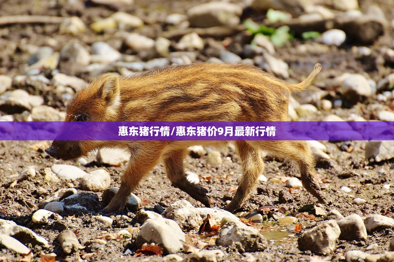 惠东猪行情/惠东猪价9月最新行情
