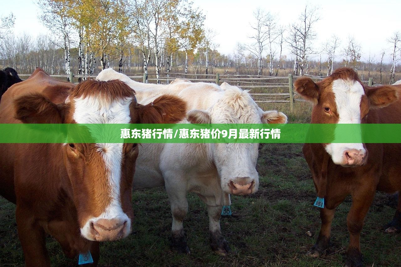 惠东猪行情/惠东猪价9月最新行情