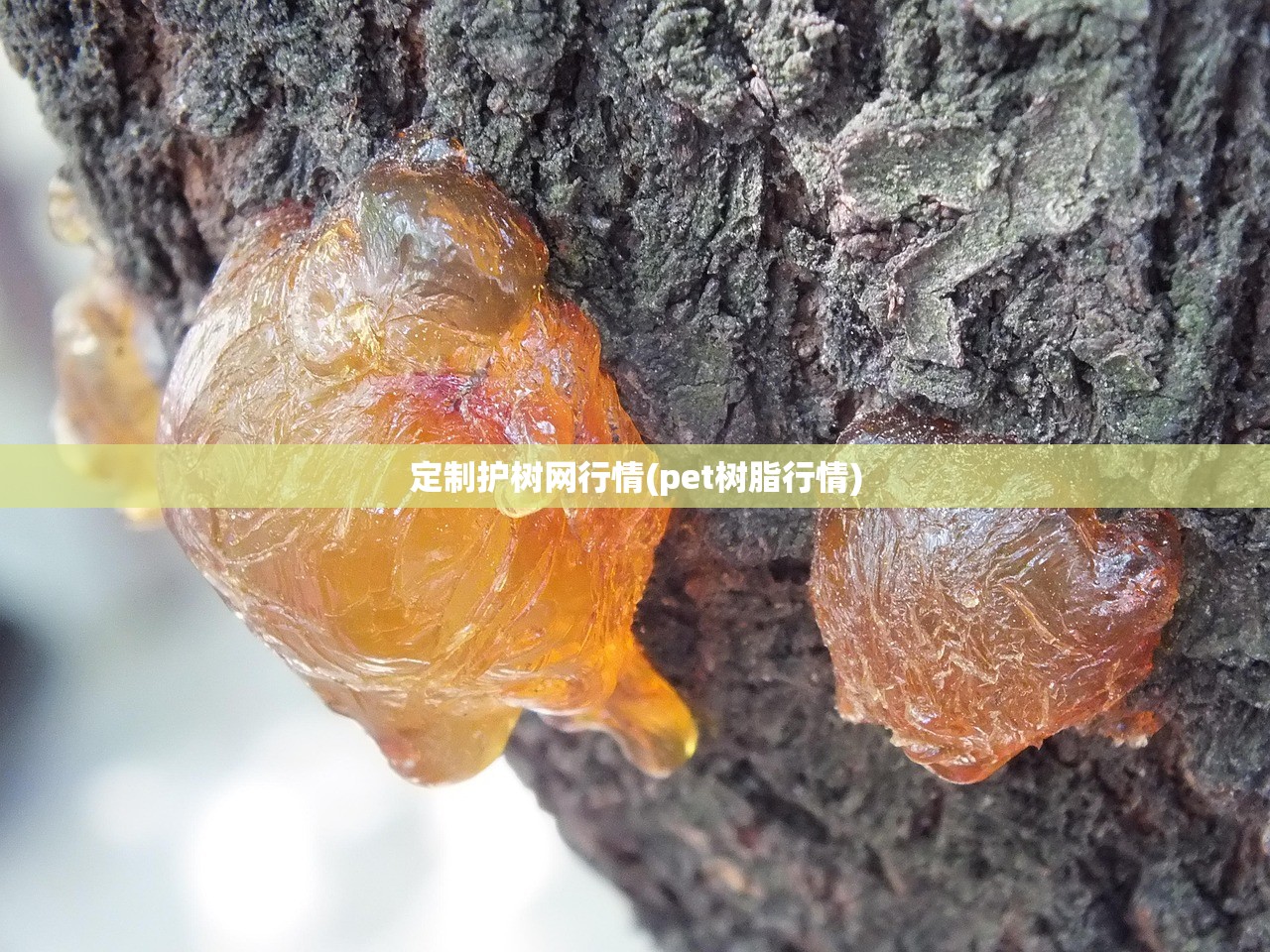 定制护树网行情(pet树脂行情)