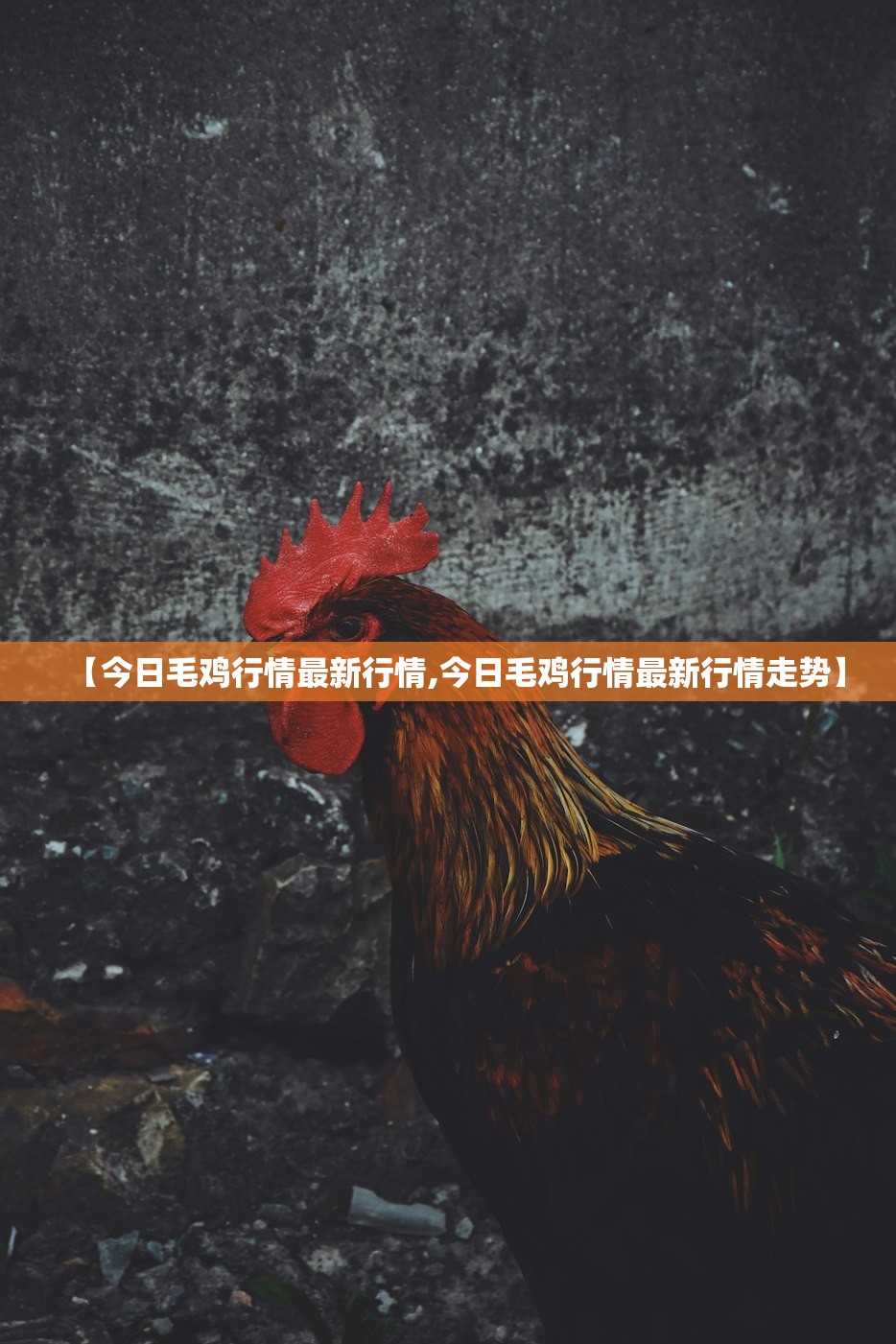 【今日毛鸡行情最新行情,今日毛鸡行情最新行情走势】 【今日毛鸡行情最新行情,今日毛鸡行情最新行情走势】
