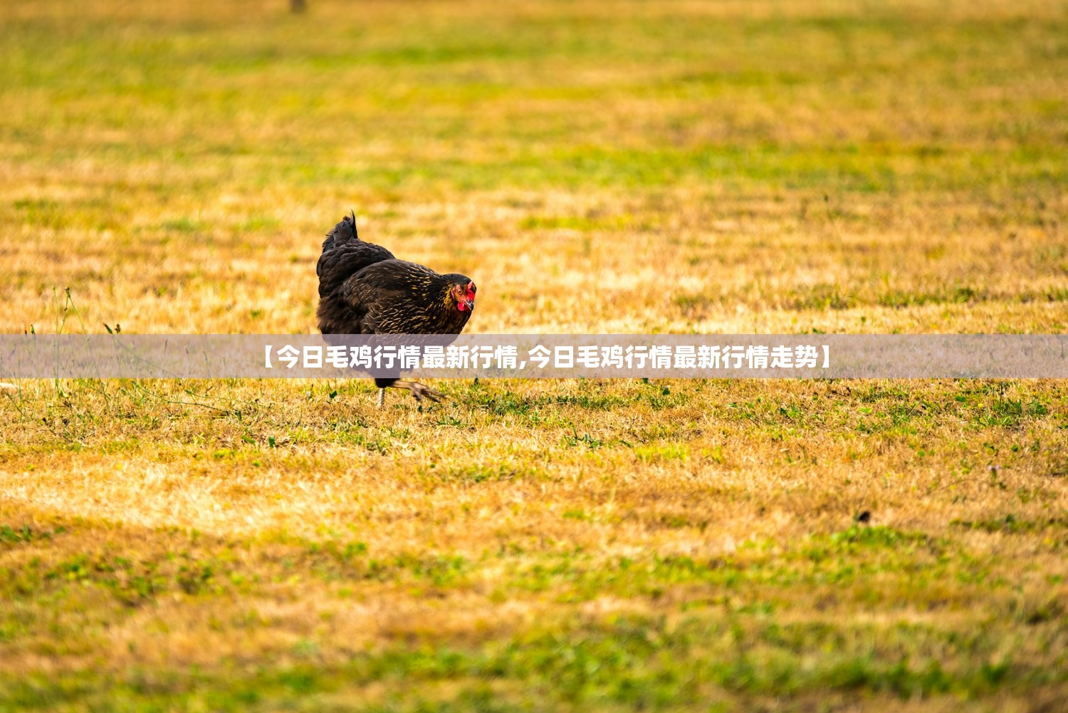 【今日毛鸡行情最新行情,今日毛鸡行情最新行情走势】 【今日毛鸡行情最新行情,今日毛鸡行情最新行情走势】