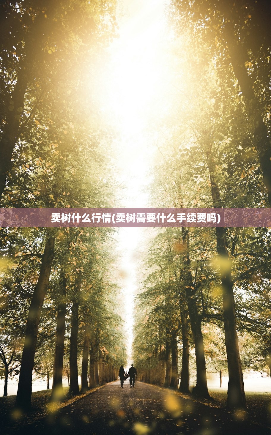 卖树什么行情(卖树需要什么手续费吗) 卖树什么行情(卖树需要什么手续费吗)