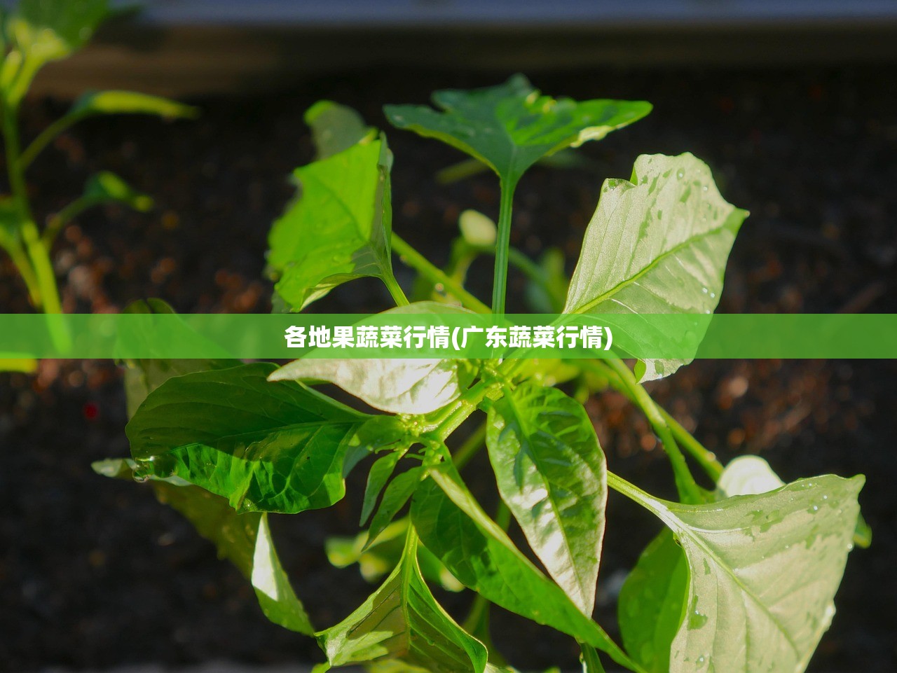 各地果蔬菜行情(广东蔬菜行情) 各地果蔬菜行情(广东蔬菜行情)