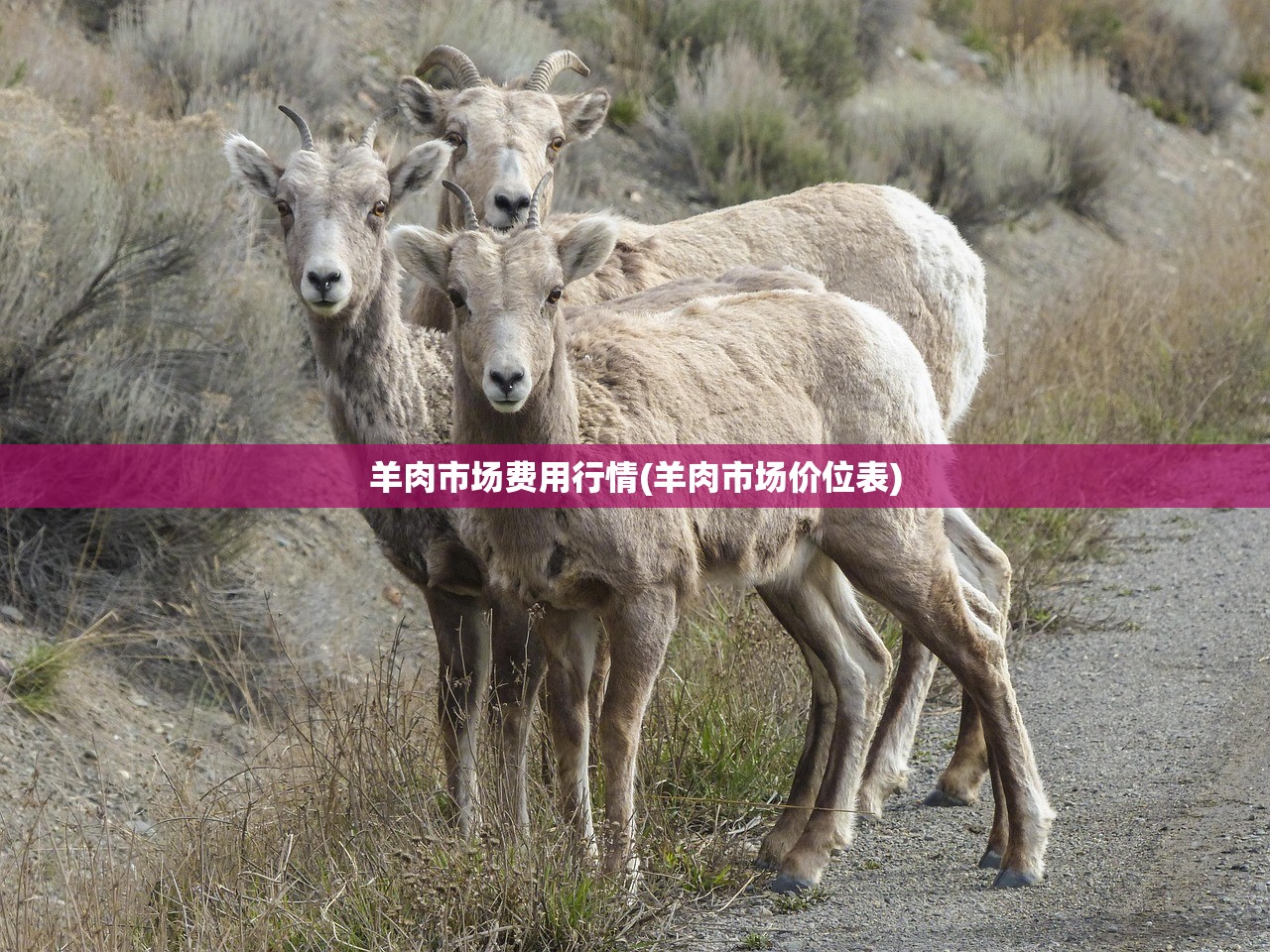 羊肉市场费用行情(羊肉市场价位表) 羊肉市场费用行情(羊肉市场价位表)