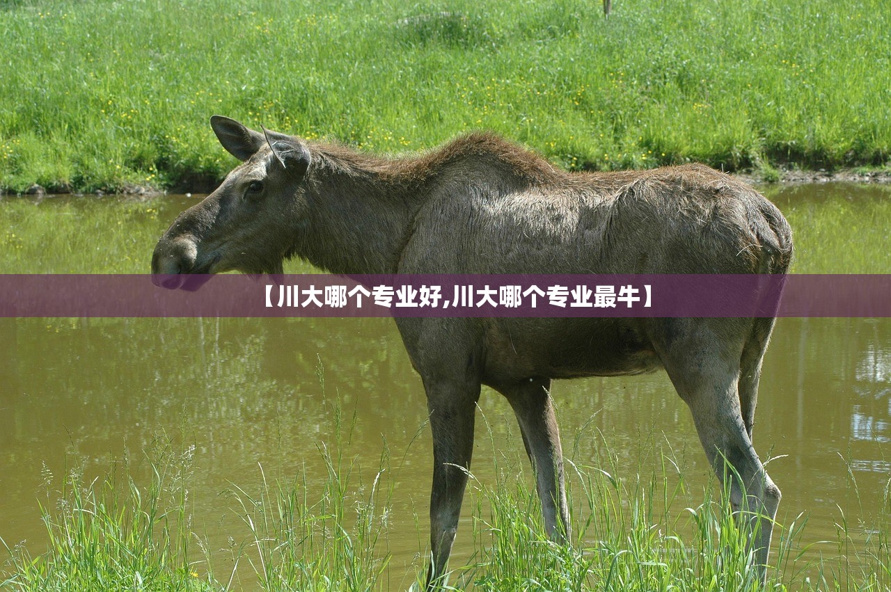 【川大哪个专业好,川大哪个专业最牛】 【川大哪个专业好,川大哪个专业最牛】