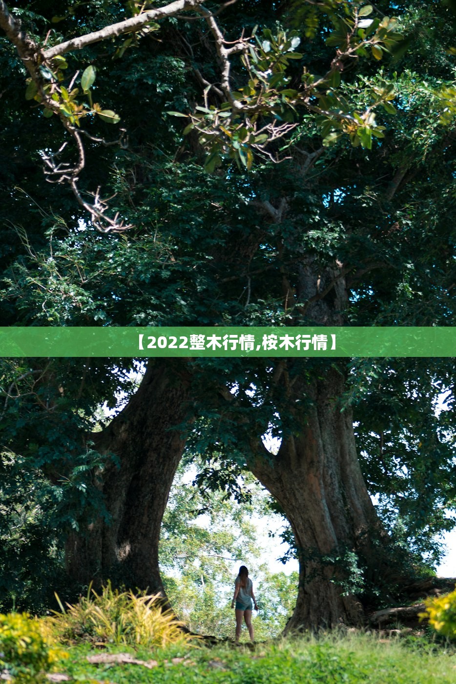 【2022整木行情,桉木行情】 【2022整木行情,桉木行情】