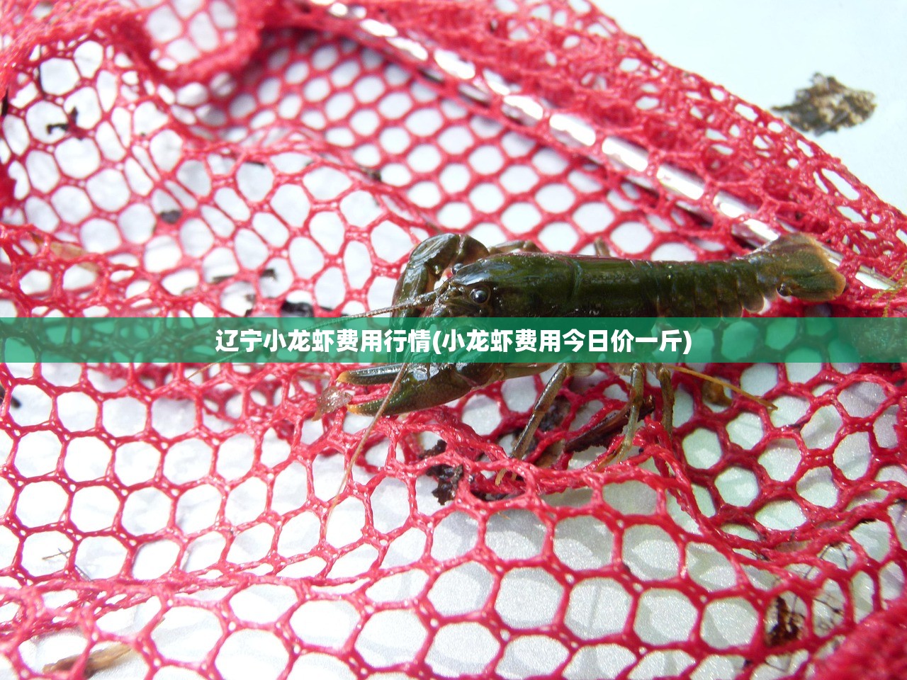 辽宁小龙虾费用行情(小龙虾费用今日价一斤) 辽宁小龙虾费用行情(小龙虾费用今日价一斤)