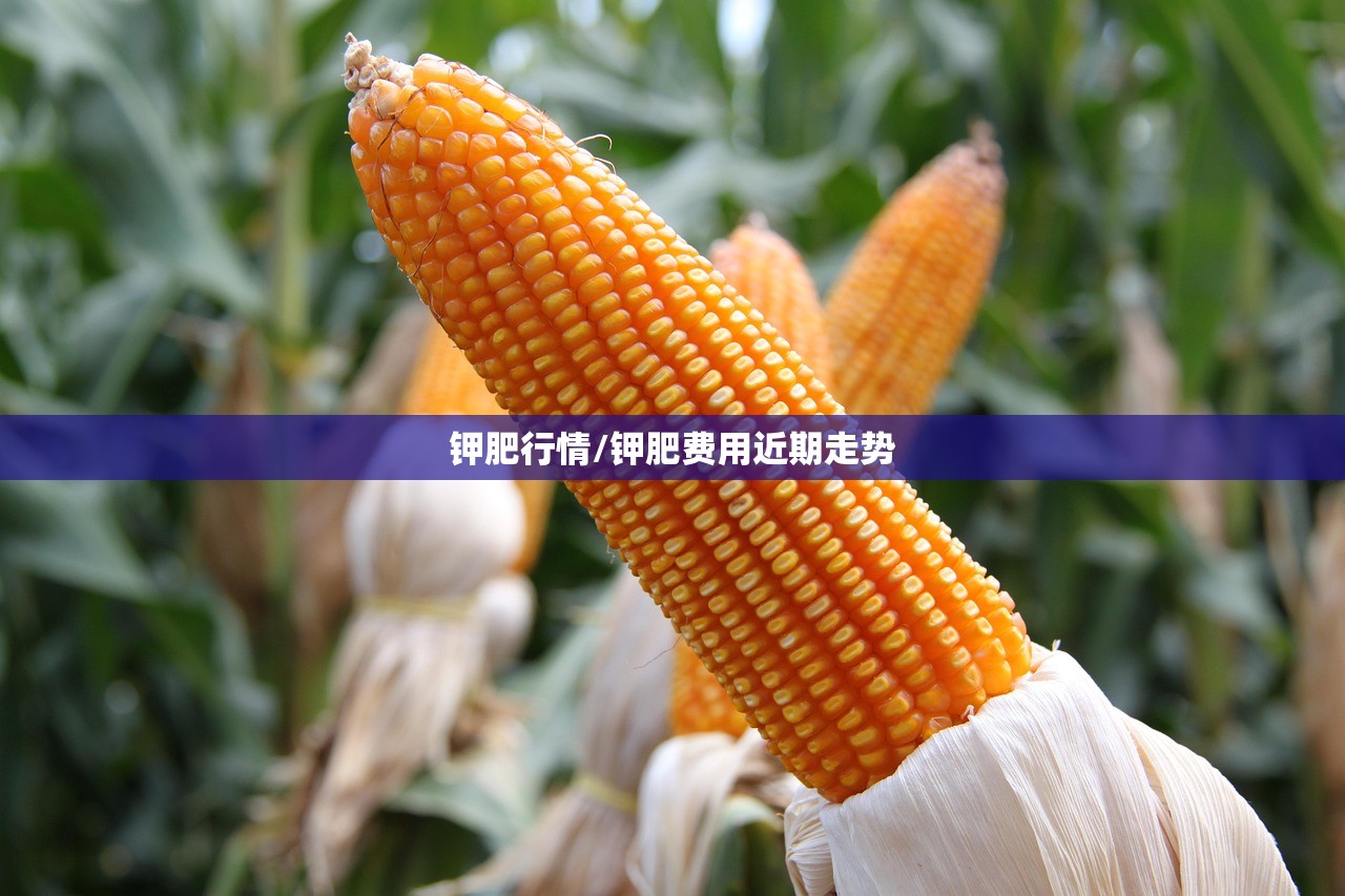 钾肥行情/钾肥费用近期走势