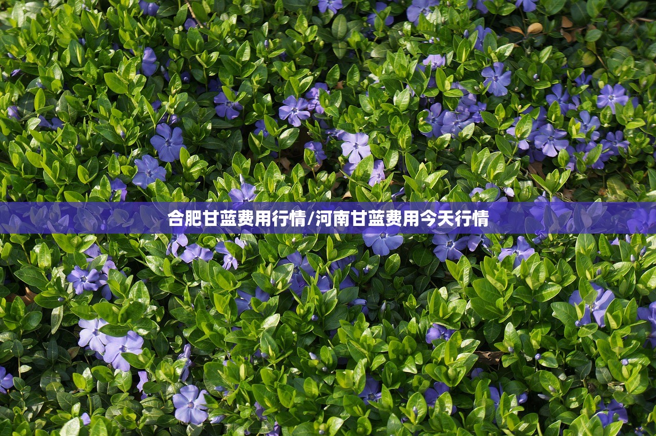 合肥甘蓝费用行情/河南甘蓝费用今天行情 合肥甘蓝费用行情/河南甘蓝费用今天行情