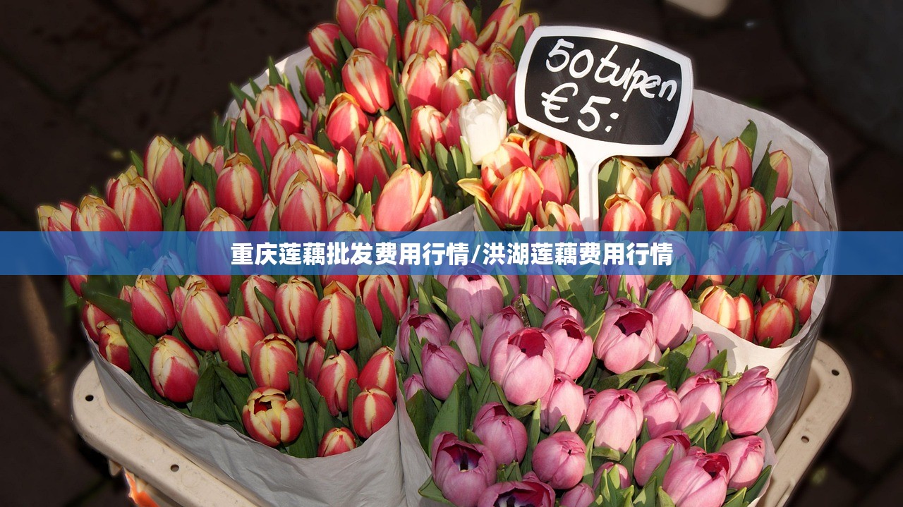 重庆莲藕批发费用行情/洪湖莲藕费用行情 重庆莲藕批发费用行情/洪湖莲藕费用行情