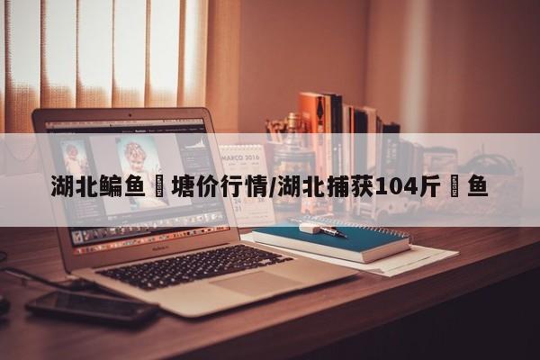 湖北鳊鱼岀塘价行情/湖北捕获104斤鳡鱼